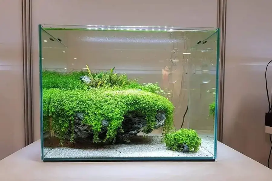 Những ưu diểm không thể bỏ qua khi lắp đặt hồ cá thủy sinh mini