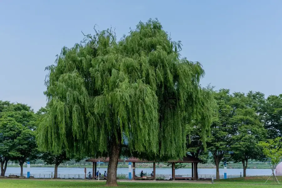 Cây liễu xum xuê tạo bóng mát ngày hè.