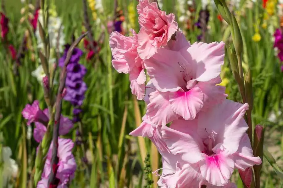 Hoa lay ơn có nguồn gốc từ Châu Phi và có tên khoa học là Gladiolus.