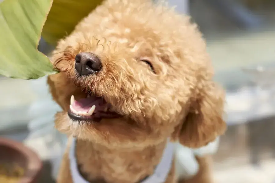 Chó Poodle rất dễ nuôi dạy, phù hợp cho người già, trẻ em và người có lịch trình bận rộn.