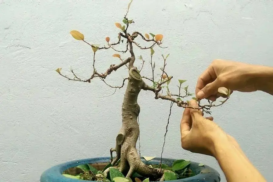 Trồng si đúng kỹ thuật để cây phát triển tốt.