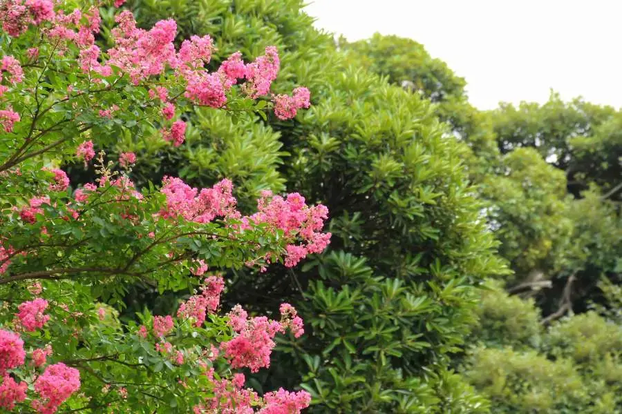 Tường vi có thể chịu được thiếu nước trong thời gian ngắn, nhưng vẫn cần đủ nước.