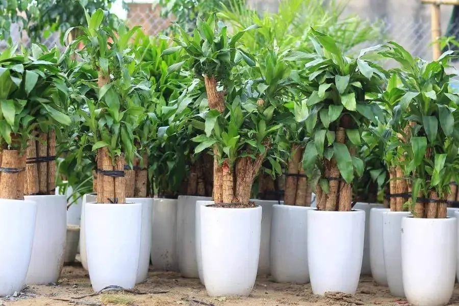 Tạo hình cho cây thiết mộc lan thêm tính thẩm mỹ hơn
