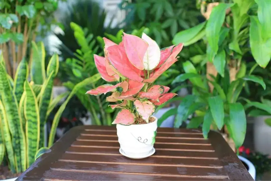Vạn Lộc đại diện cho sự phát tài, trù phú và đầy đủ.