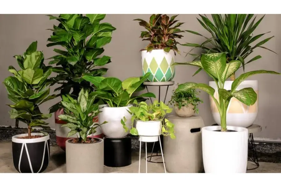 Xếp chồng các chậu cây lên nhau để tạo điểm nhấn