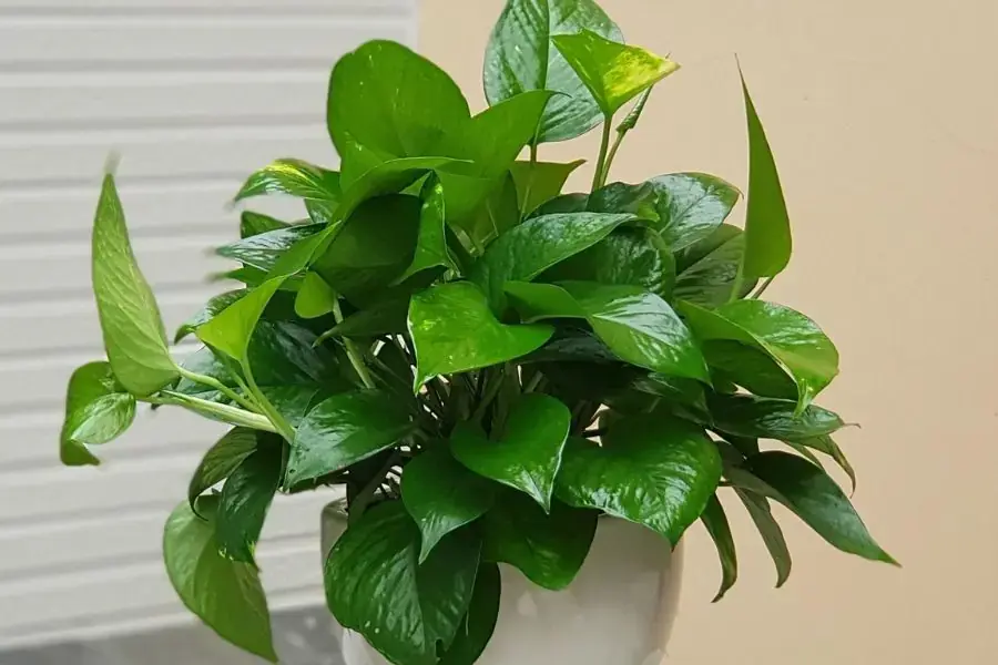 Đây là loại trầu bà phổ biến nhất trên thị trường