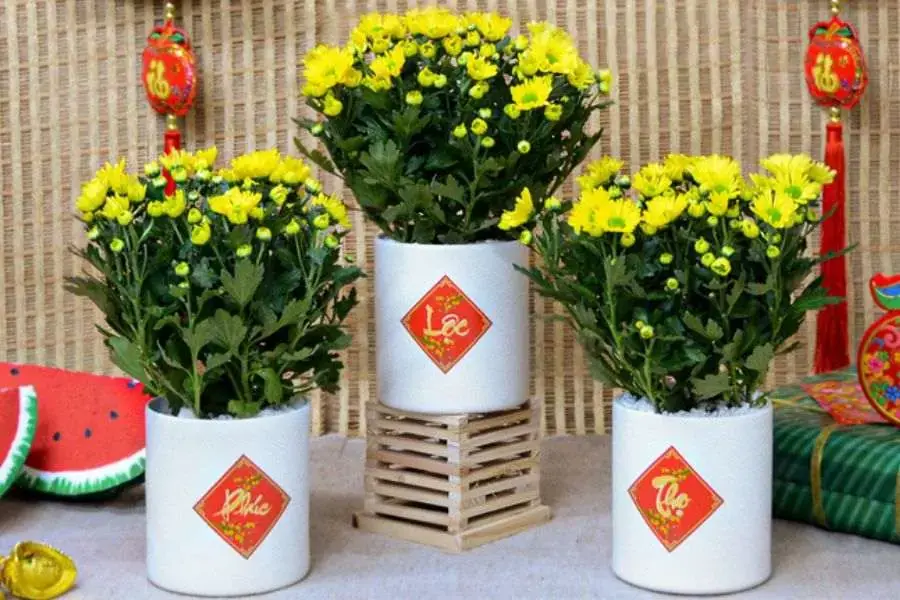 Trang trí hoa cúc trên bàn làm việc giúp không gian thêm phần rực rỡ, bắt mắt