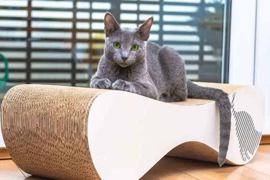 Cần sử dụng những loại sữa tắm chuyên dùng cho thú cưng với độ pH phù hợp.