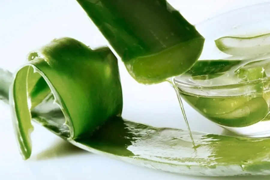 Nha đam có nhiều vitamin cùng các chất kháng khuẩn nên có thể trị mụn bọc rất tốt.
