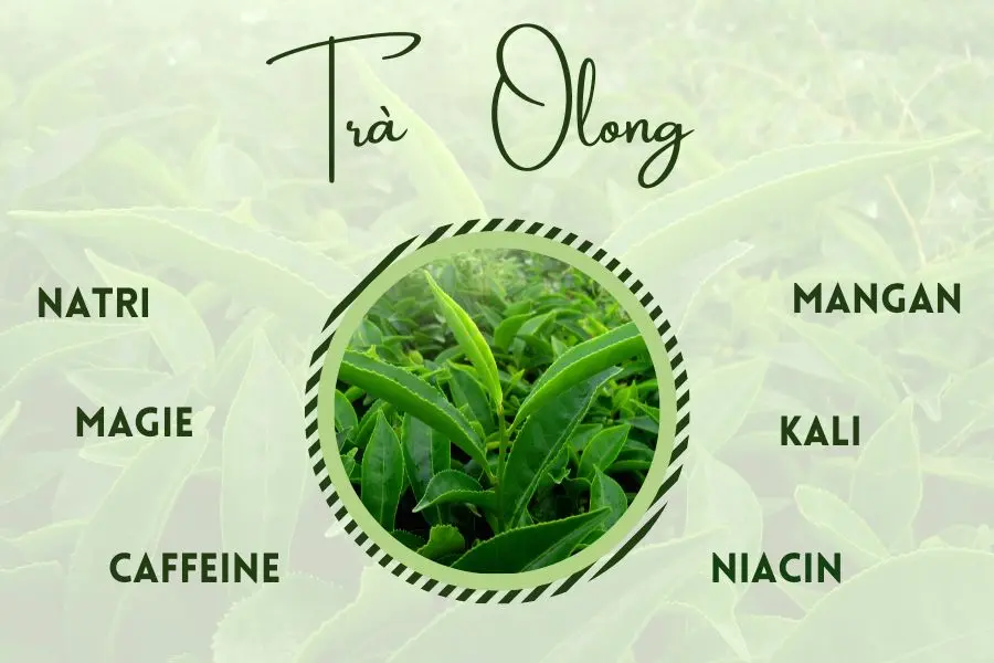 Trà ô long chứa nhiều chất tốt cho cơ thể.