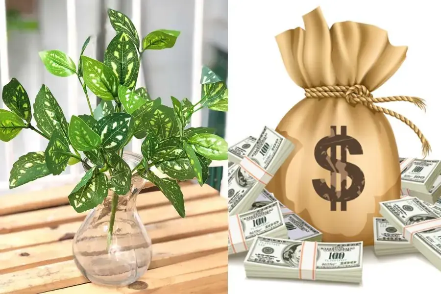 Trầu bà biểu tượng cho sự thịnh vượng, tiền tài