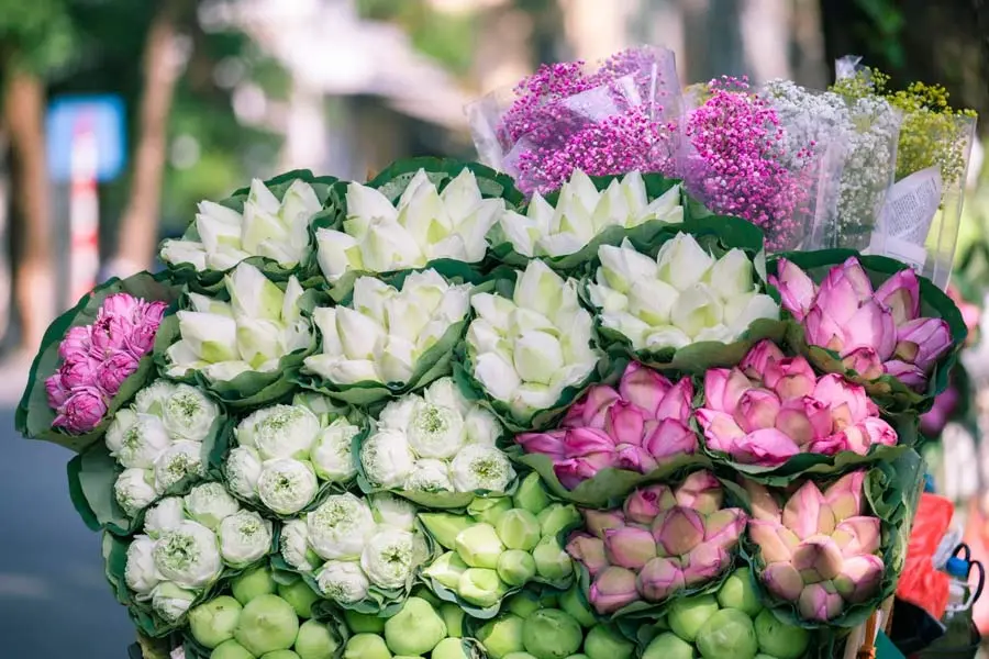 Hoa sen thơm ngát sẽ mang rất nhiều ý nghĩa để gửi đến quý thầy cô.