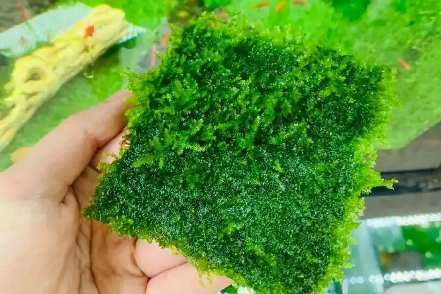 Rêu Taiwan phát triển tốt với nền nhiệt độ dưới 28 độ C.