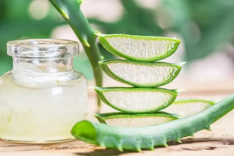 Không nên ăn quá nhiều nha đam trong ngày