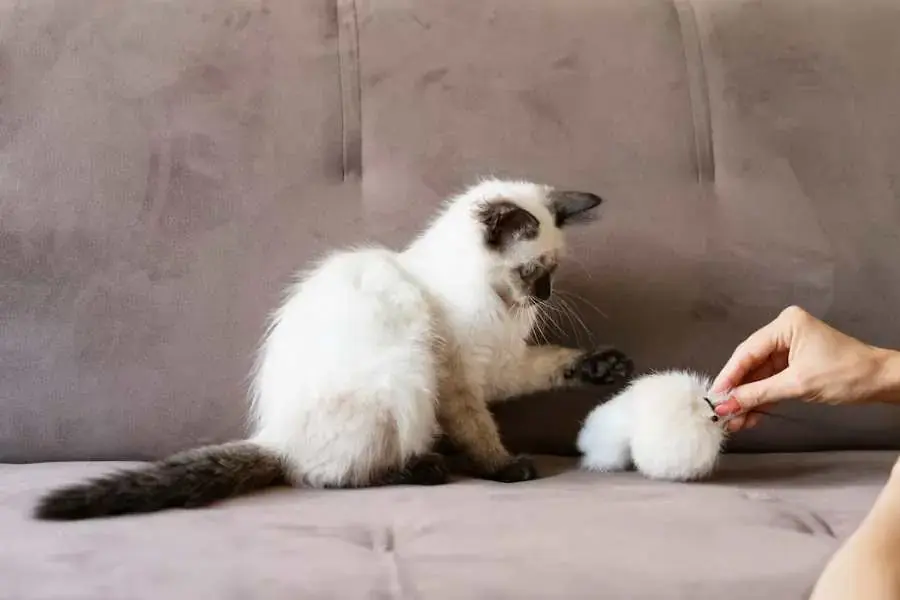 Mèo cào móng để chuẩn bị cho hành trình săn mồi