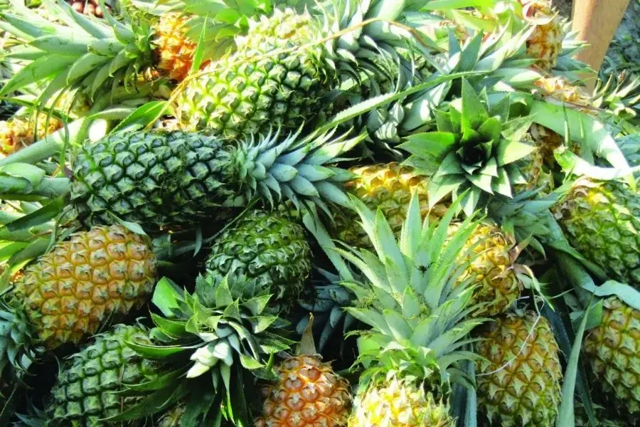 Quả dứa hay còn gọi là thơm, khóm, gai