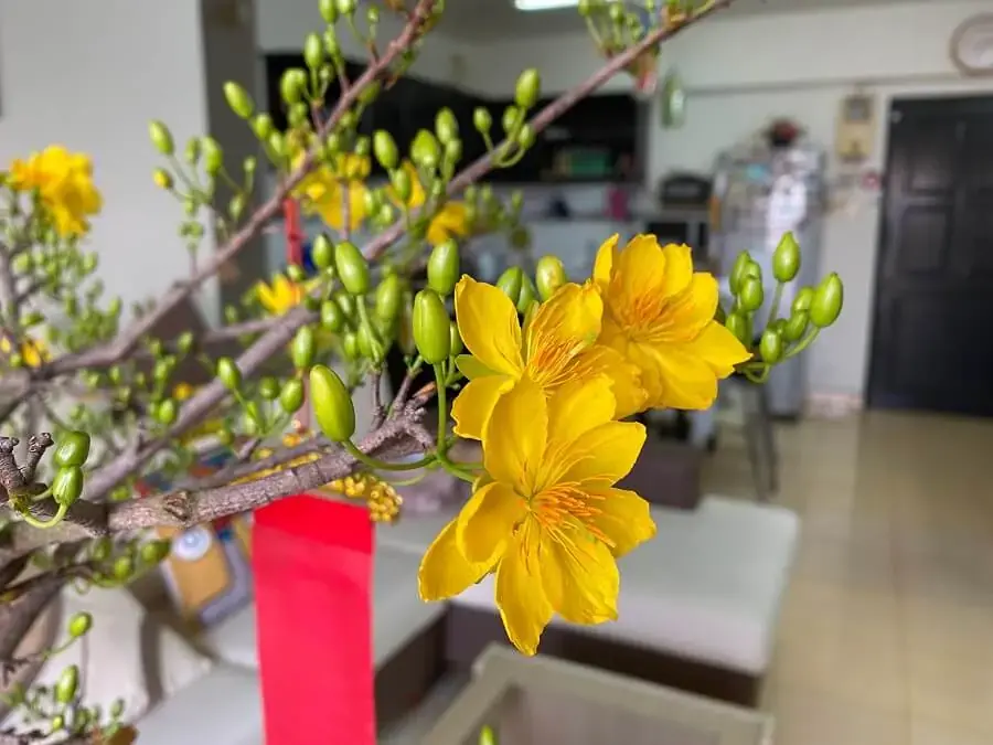 Nên chọn mua cây mai chưa nở rộ để hoa sẽ kịp nở kịp vào dịp Tết.