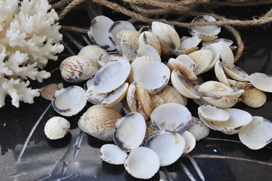 Vỏ ngao là nguyên liệu làm đồ handmade được rất nhiều người yêu thích