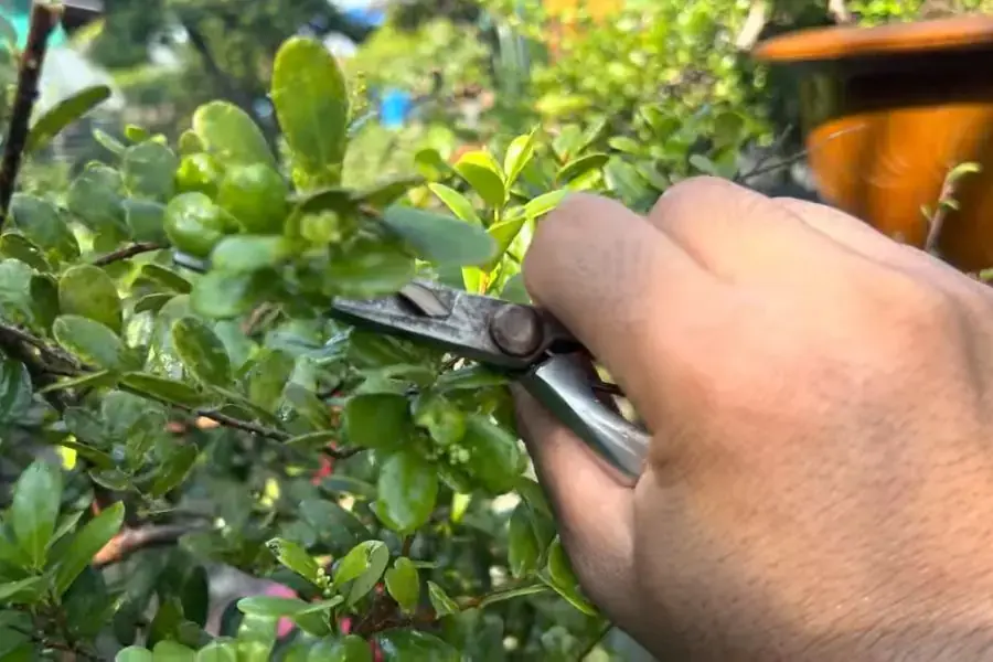 Cắt tải lá, cành thừa, quả để tập trung dinh dưỡng nuôi cây.