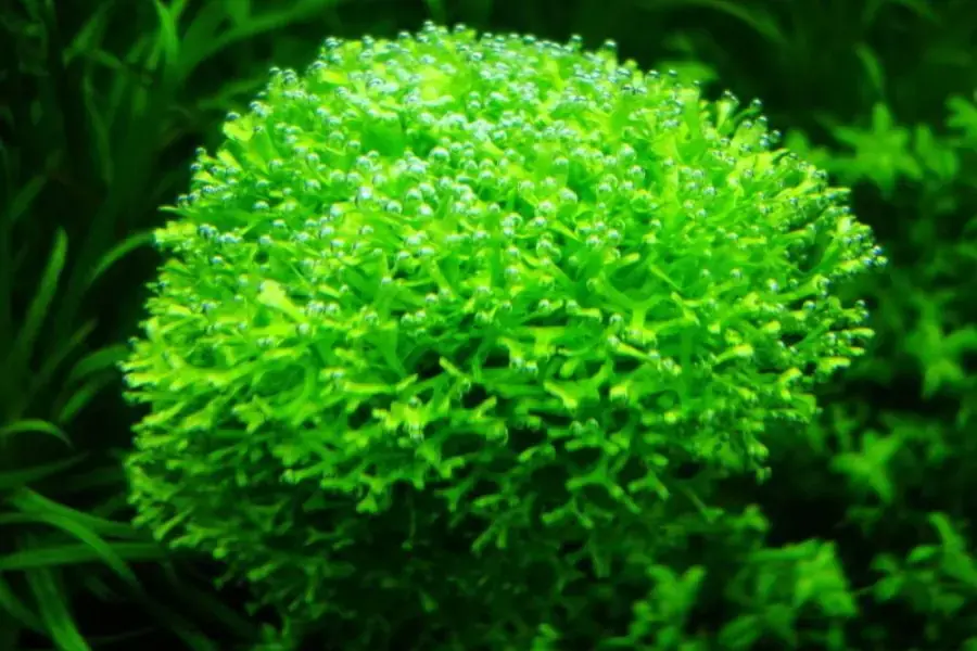 Rêu ricca thường được thấy ở các bình thủy sinh cá cảnh.
