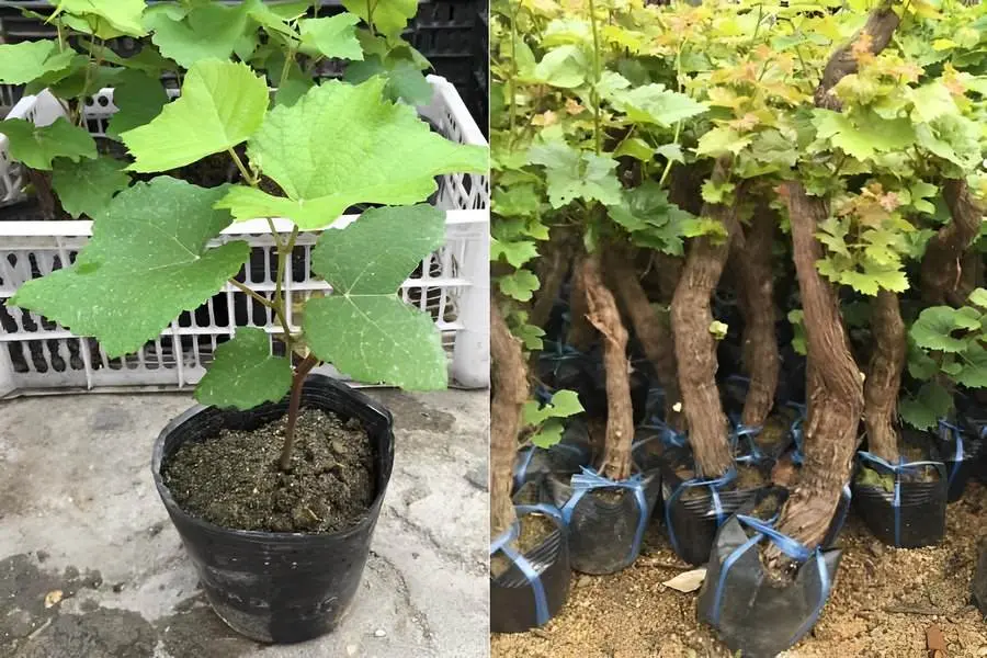 Các loại giống nho