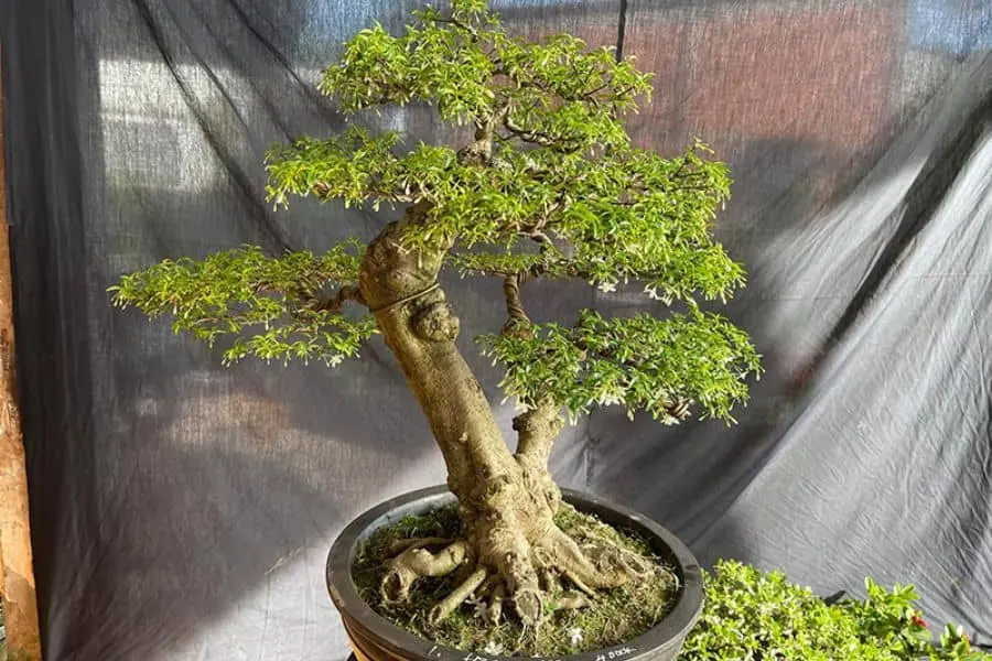 Mai chiếu thuỷ lá trung có thân sần sùi.