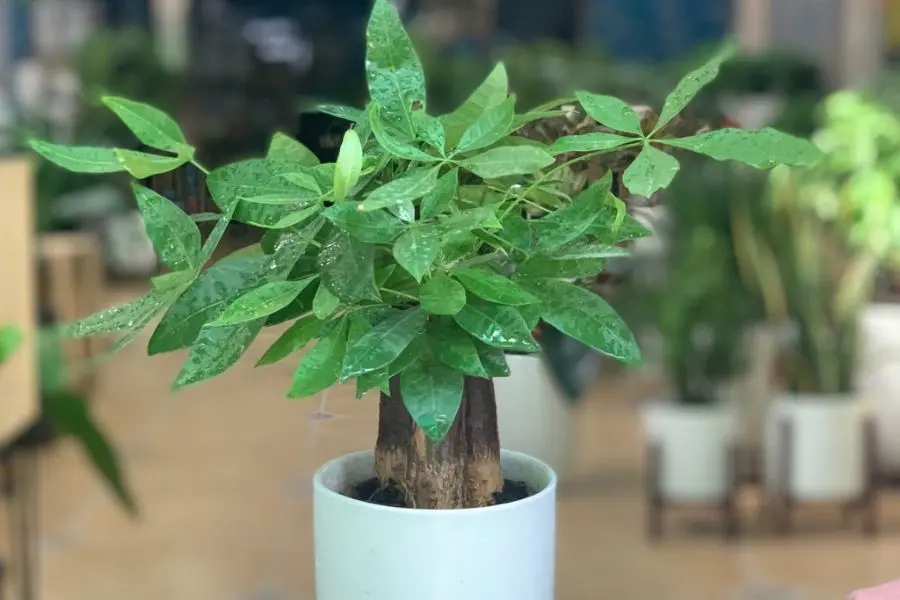 Cây kim ngân có thể hút bỏ những từ trường độc hại do các thiết bị điện tử phát ra.