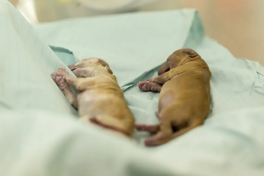 Cách nuôi chó Poodle con mới sinh khỏe mạnh dành cho con sen.