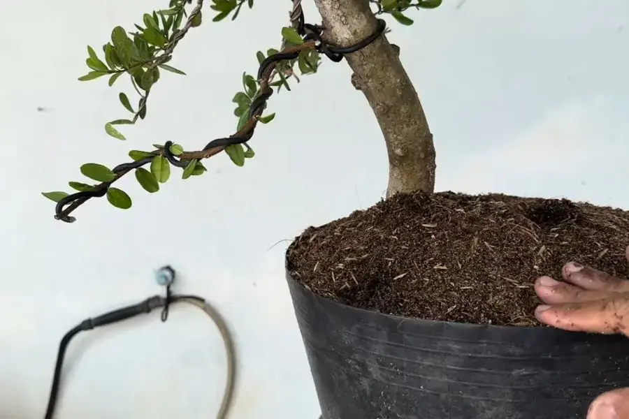 Tuyệt đối không vứt bỏ bầu đất cũ khi trồng cây Hải Châu vào chậu.