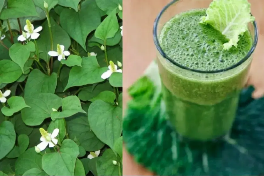 Nước rau diếp cá tươi hiệu quả giúp hạ sốt cho trẻ em