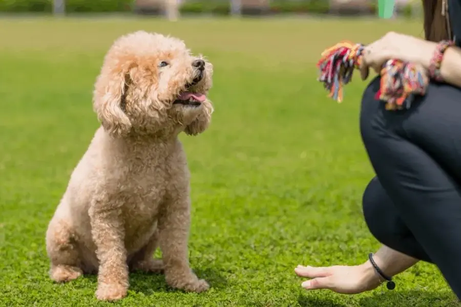 Huấn luyện chó Poodle ngồi theo mệnh lệnh.