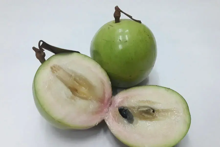 Mẹo chọn mua vú sữa ngon ngọt