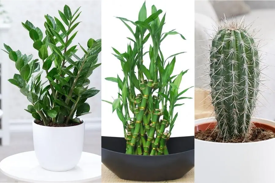 Một số loại cây không nên đặt trong phòng ngủ