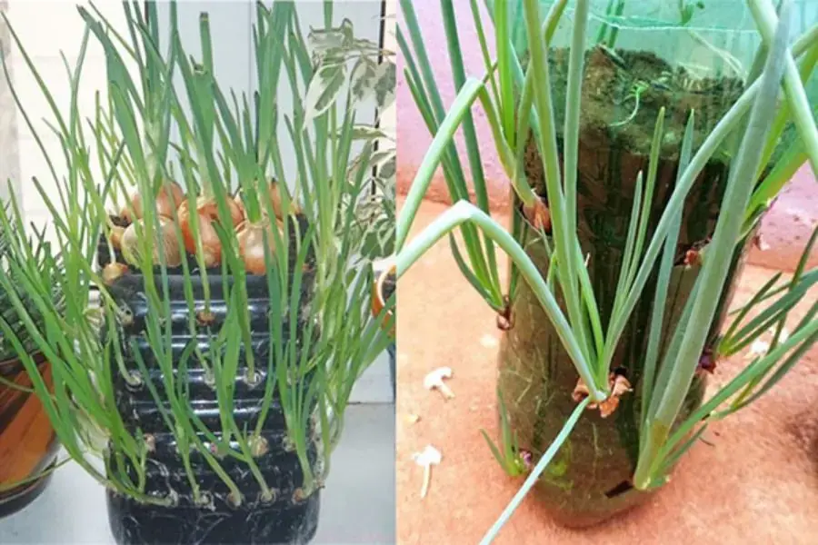 Sau khoảng 3 - 4 ngày củ hành sẽ mọc rễ và đâm chồi xanh
