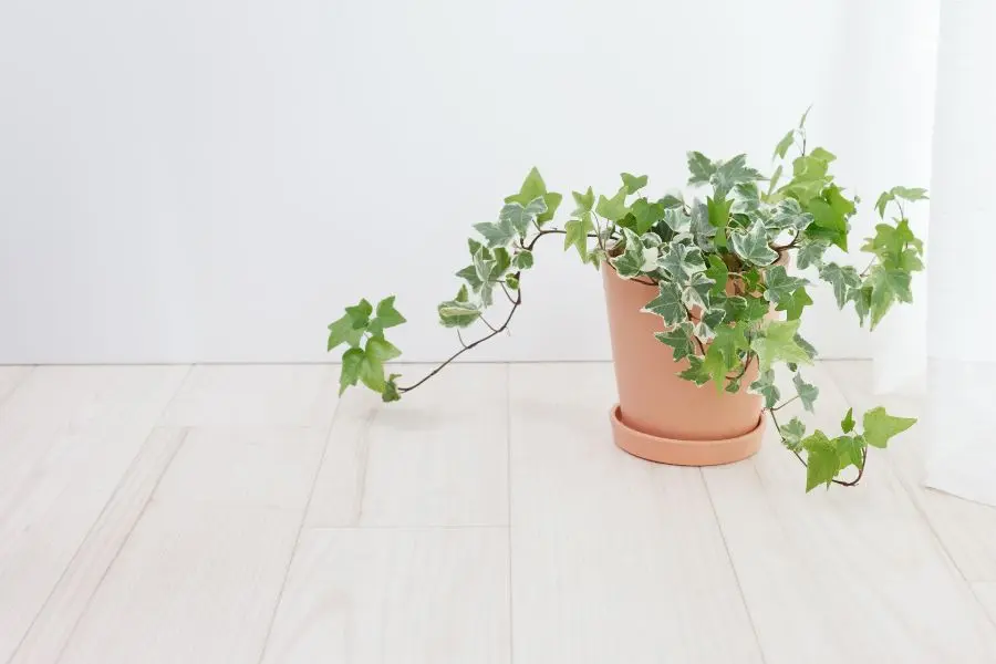 Cây thường xuân thường được nhiều người ưa thích chọn làm cây cảnh trong nhà