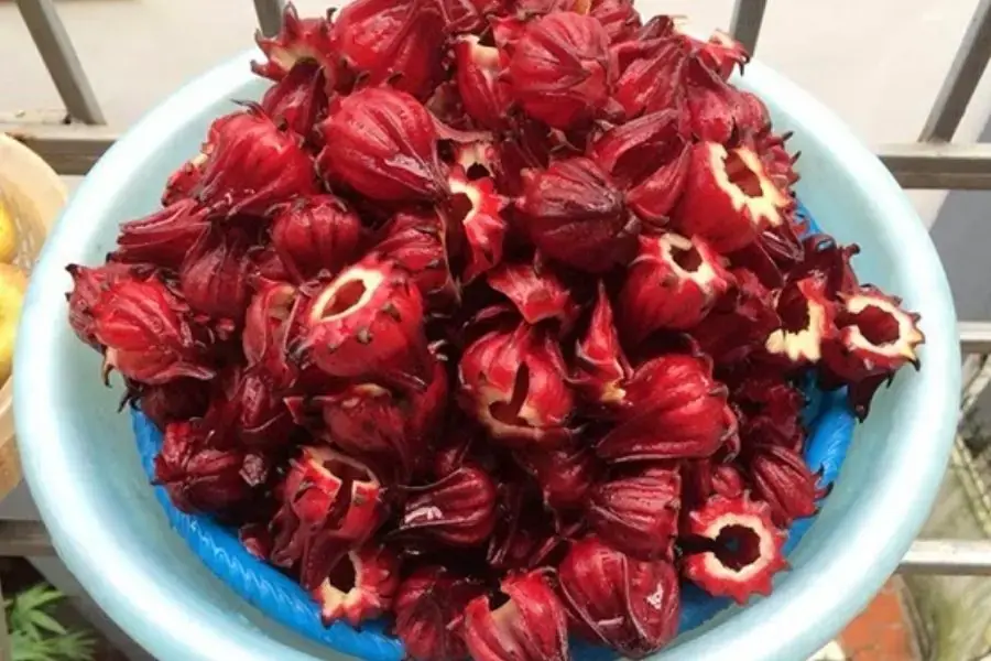 Rửa sạch hoa atiso.