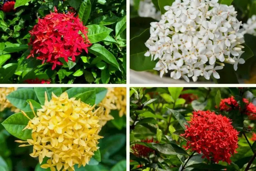 Dựa vào đặc điểm và hình thái, người ta chia Mẫu Đơn thành nhiều loại khác nhau.