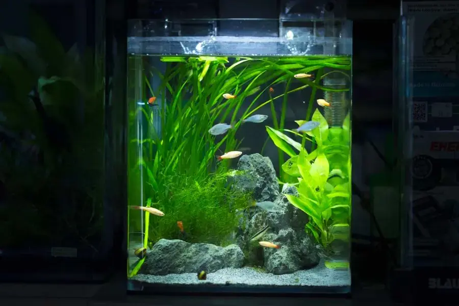 Trồng cây thuỷ sinh cho bể cá mini tự làm