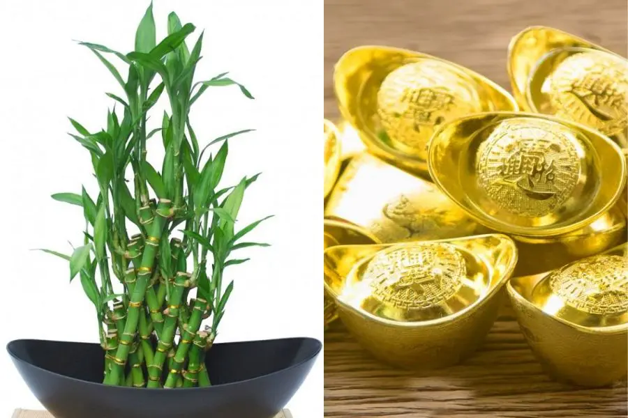 Giống như cái tên loài cây này sẽ tượng trưng cho sự giàu có của gia chủ.