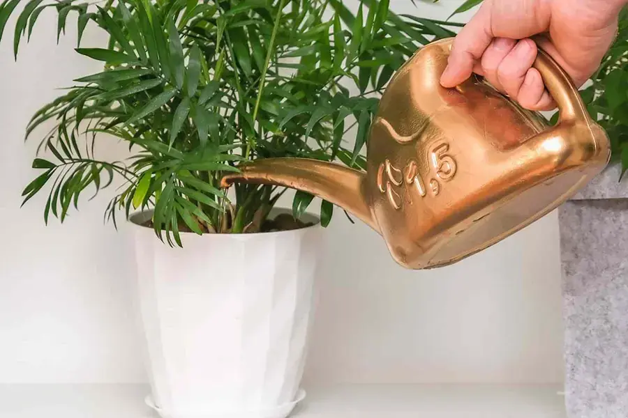 Tưới nước và giữ cho đất ẩm vừa đủ.