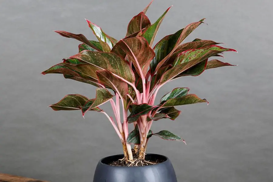 Cây phú quý có tên khoa học là aglaonema hybrid.