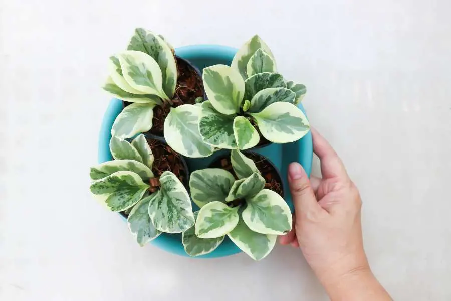 Tưới nước mỗi ngày một lần để cây phát triển tốt.