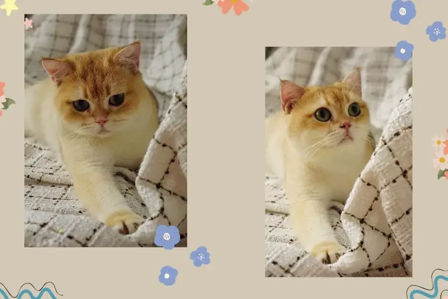Nếu cho Golden ăn quá nhiều thì rất dễ dẫn đến béo phì.