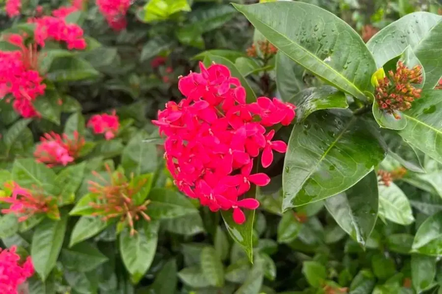 Hoa Mẫu Đơn nhỏ, dài, mọc thành những cụm tương đối lớn ở phía đầu cành. 