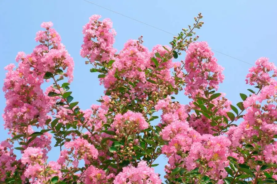 Cắt tỉa cành định kỳ không chỉ mang lại vẻ gọn gàng và thẩm mỹ cho cây Tường Vi. 