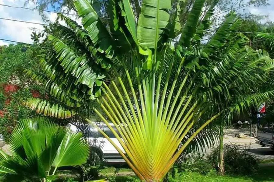Chuối cảnh giúp tạo không gian sống xanh mát và trong lành.