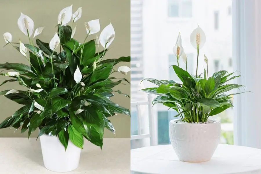 Cây được chia thành 3 loại do sự khác nhau về kích thước.
