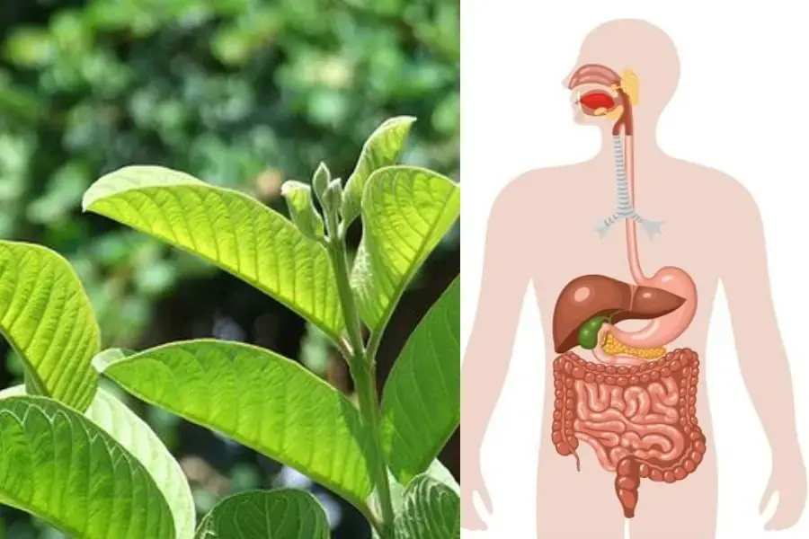 Nước lá ổi giúp xây dựng hệ tiêu hóa khỏe mạnh