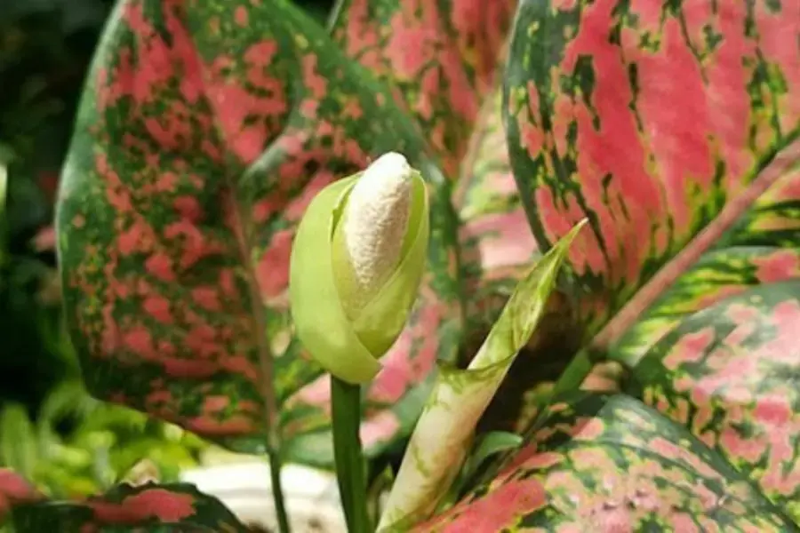 Hoa Vạn Lộc thường rất hiếm và khó tìm.