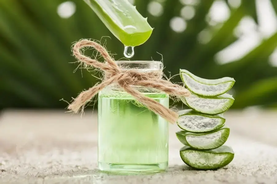 Nha đam có hỗ trợ điều trị chứng trào ngược dạ dày